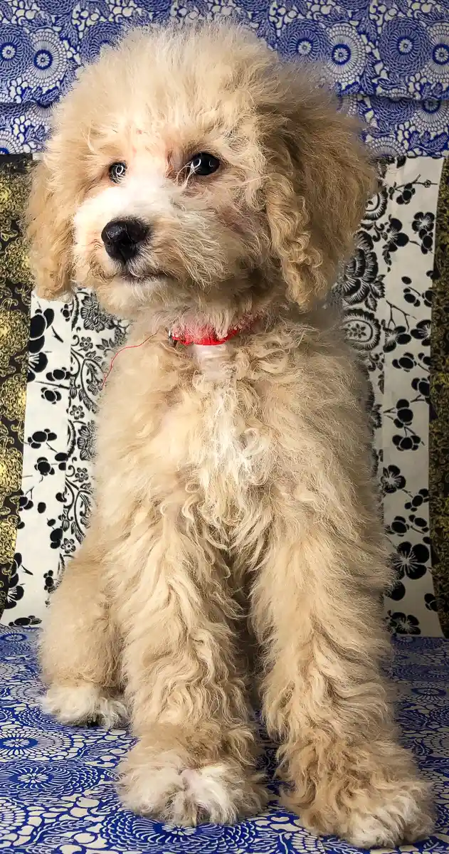 Sunshine goldendoodles sale